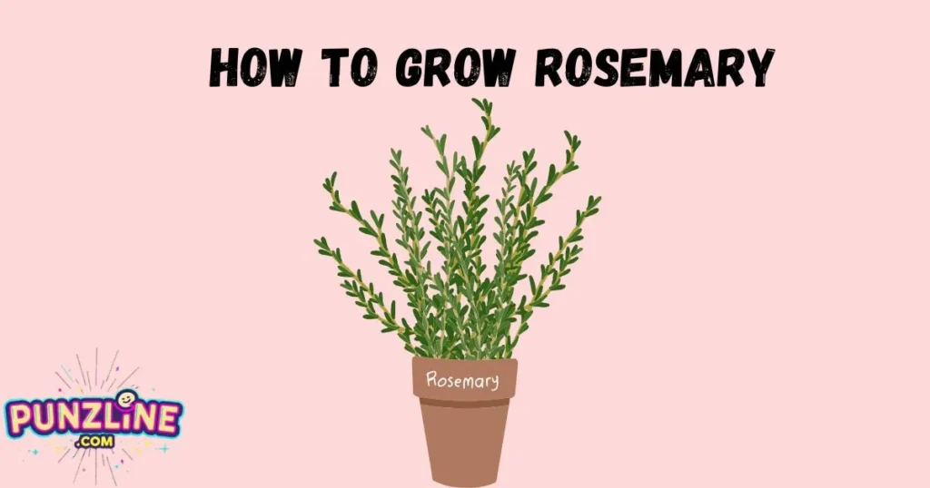 How To Grow Rosemary