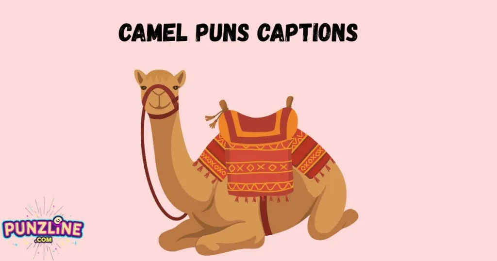 Camel Puns Captions
