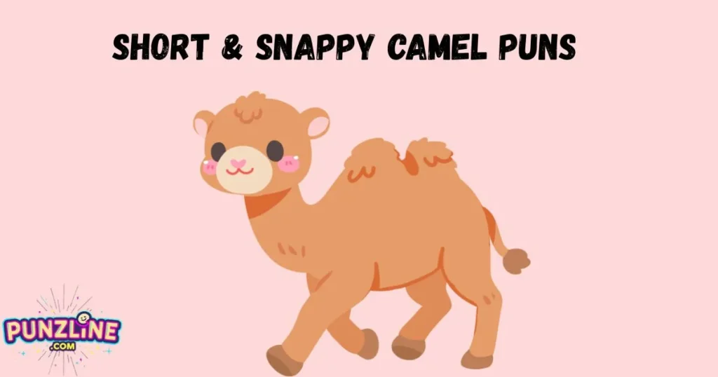 Short And Snappy Camel Puns
