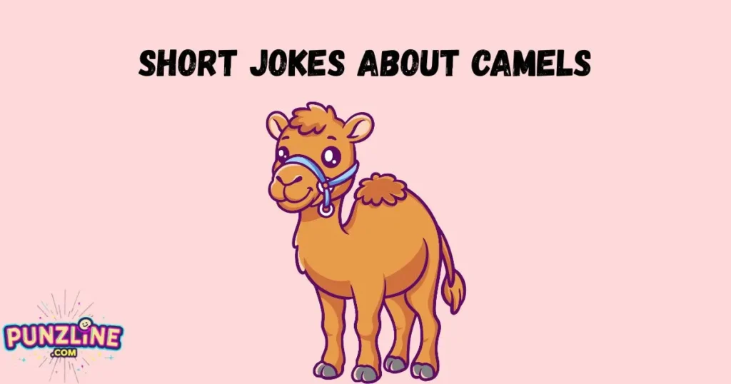 Short Jokes About Camels